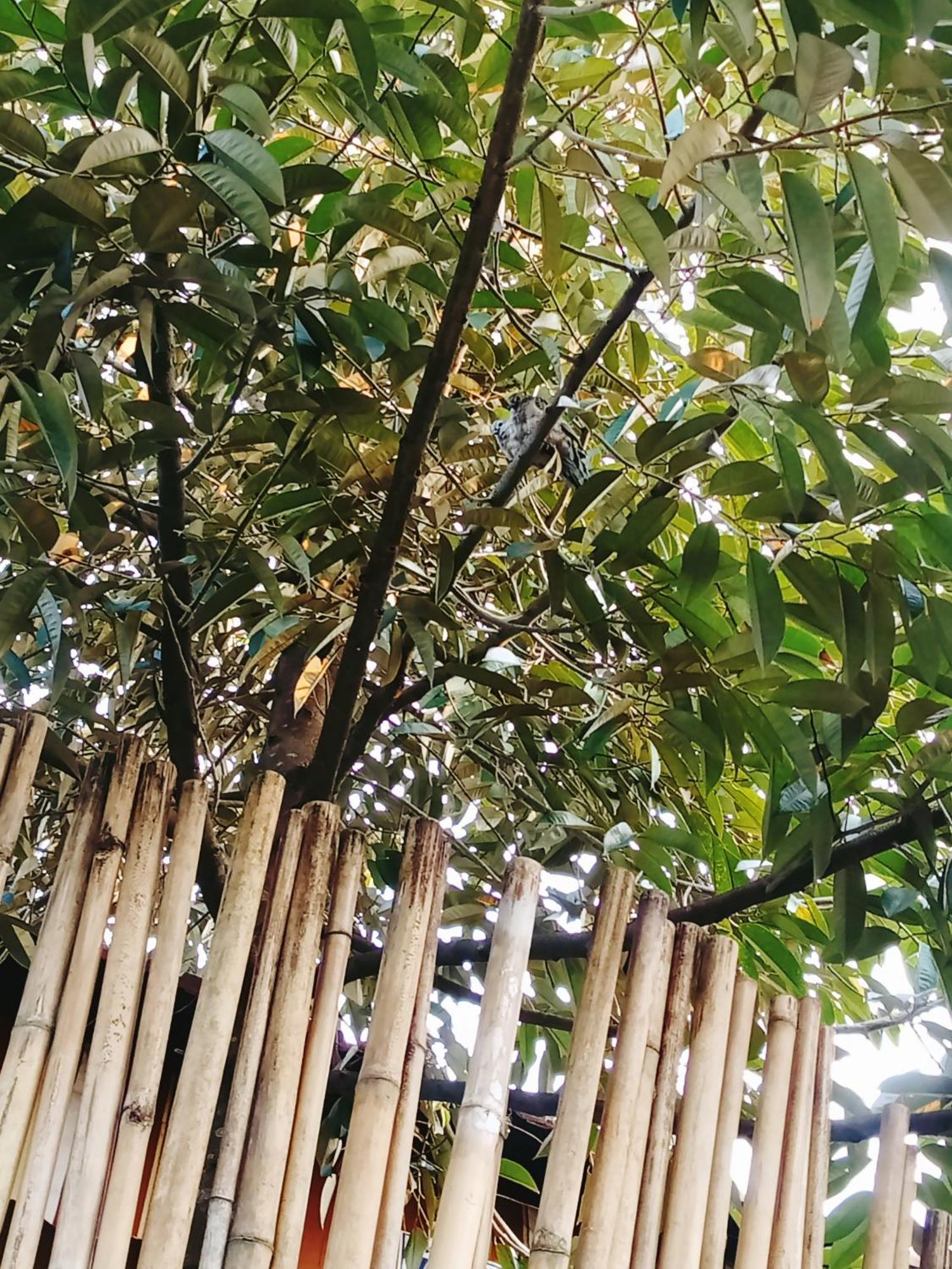 Go Chanh Homestay Cai Rang Экстерьер фото